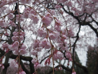 平成29年4月7日に撮影したしだれ桜の様子の写真
