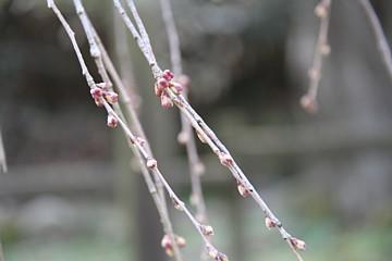 平成23年3月9日に撮影したしだれ桜の写真