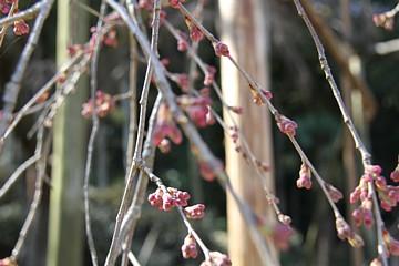 平成23年3月16日に撮影したしだれ桜の写真
