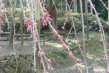 平成23年3月17日に撮影したしだれ桜の写真
