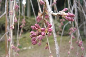 平成23年3月18日に撮影したしだれ桜の写真