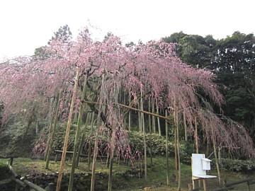 平成23年3月22日に撮影したしだれ桜の写真