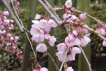 平成23年3月24日に撮影したしだれ桜の写真