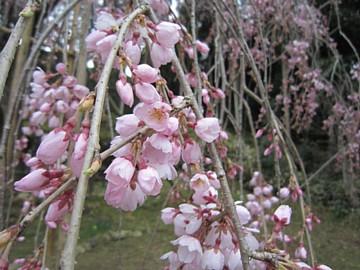 平成23年3月25日に撮影したしだれ桜の写真