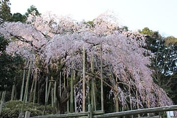平成23年3月28日に撮影したしだれ桜の写真