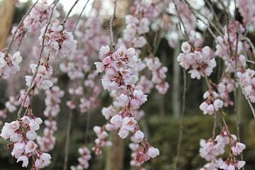 平成23年3月28日に撮影したしだれ桜の写真