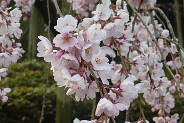 平成23年3月29日に撮影したしだれ桜の写真
