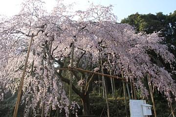 平成23年3月31日に撮影したしだれ桜の写真