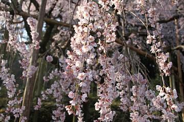 平成23年3月31日に撮影したしだれ桜の写真