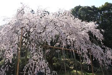 平成23年4月1日に撮影したしだれ桜の写真