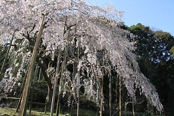平成23年4月6日に撮影したしだれ桜の写真