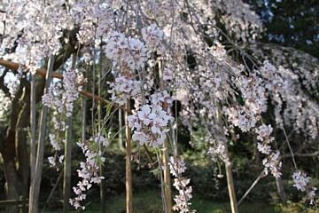 平成23年4月6日に撮影したしだれ桜の写真