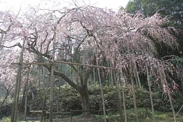 平成24年3月28日に撮影したしだれ桜の写真