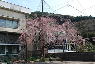 平成25年3月12日に撮影したしだれ桜の写真