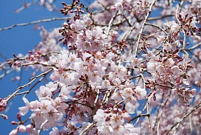 平成25年3月15日に撮影したしだれ桜の写真