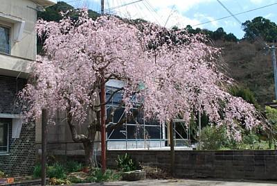 平成25年3月14日に撮影したしだれ桜の写真