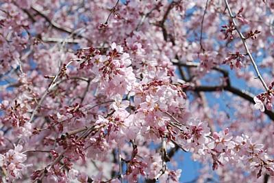 平成25年3月14日に撮影したしだれ桜の写真