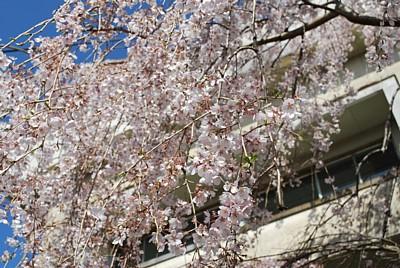 平成25年3月21日に撮影したしだれ桜の写真