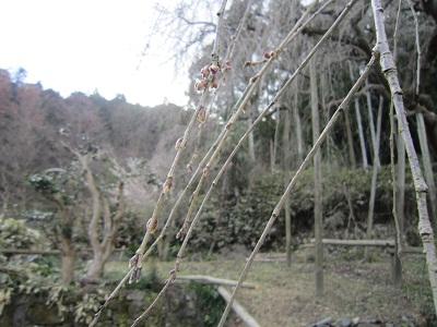 平成27年3月11日に撮影したしだれ桜の写真