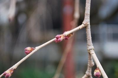 平成27年3月16日に撮影したしだれ桜の写真