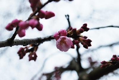 平成27年3月19日に撮影したしだれ桜の写真