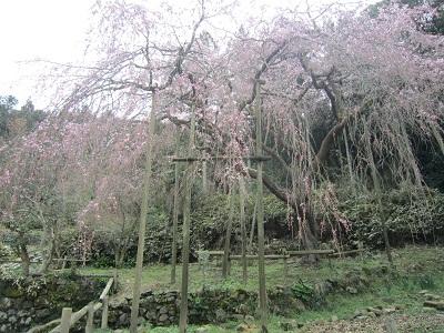 平成27年3月20日に撮影したしだれ桜の写真