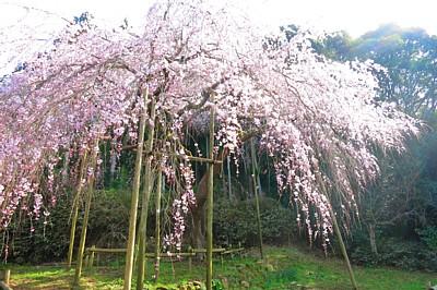 平成27年3月21日午後3時頃に撮影したしだれ桜の写真