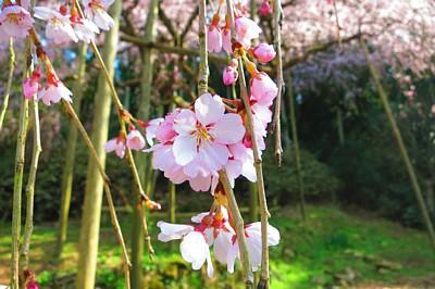 平成27年3月21日午後3時頃に撮影したしだら桜の写真