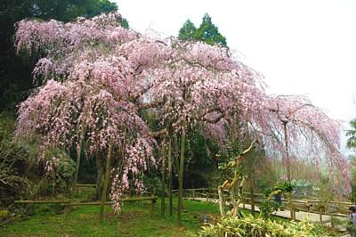 平成27年3月22日11時頃に撮影したしだれ桜の写真