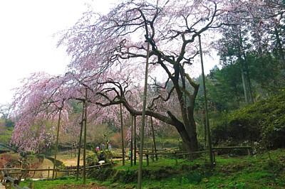 平成27年3月22日11時頃に撮影したしだれ桜の写真