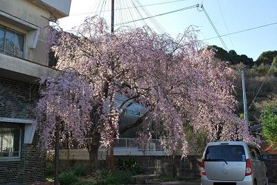 平成27年3月23日に撮影したしだれ桜の写真