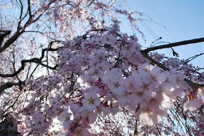 平成27年3月23日に撮影したしだれ桜の写真