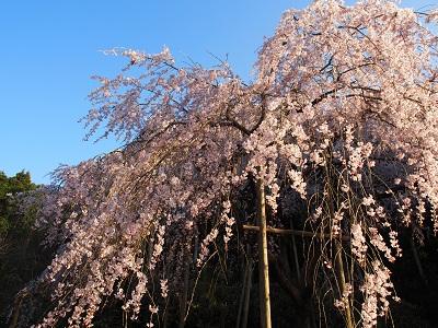 平成27年3月24日に撮影したしだれ桜の写真