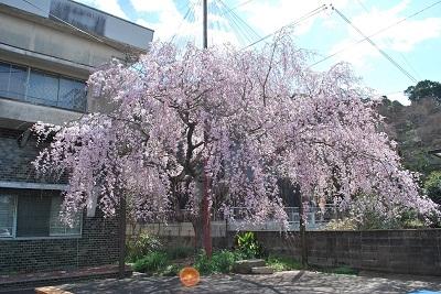 平成27年3月24日に撮影したしだれ桜の写真
