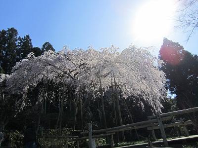 平成27年3月25日に撮影したのしだれ桜の写真