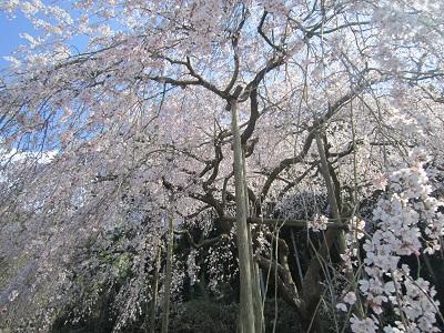 平成27年3月25日に撮影したしだれ桜の写真