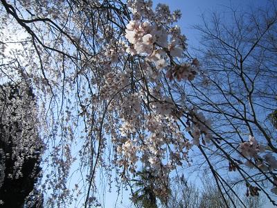 平成27年3月25日に撮影したしだれ桜の写真