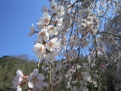 平成27年3月26日に撮影したしだれ桜の写真
