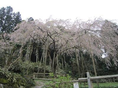 平成27年4月2日に撮影したしだれ桜の写真