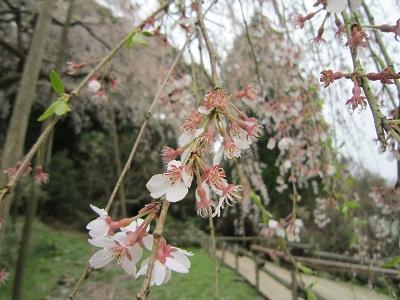 平成27年4月2日に撮影したしだれ桜の写真