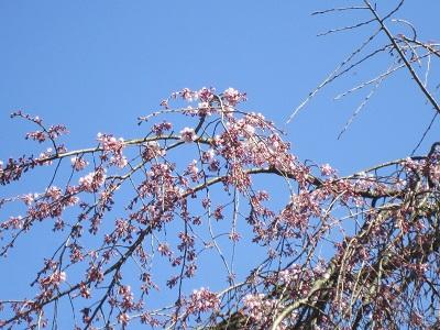 平成28年3月17日に撮影したしだれ桜の写真