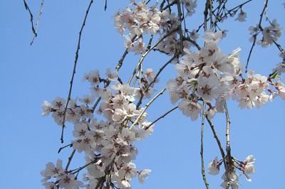 平成28年3月28日に撮影したしだれ桜の写真