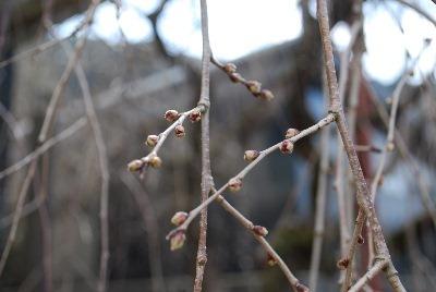 平成29年3月9日に撮影したしだれ桜の写真