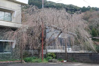 平成29年3月17日のしだれ桜の咲き始めの写真