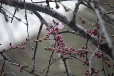 平成29年3月17日に撮影したしだれ桜の咲き始めの写真
