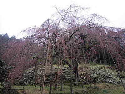 平成29年3月21日に撮影したしだれ桜の様子の写真