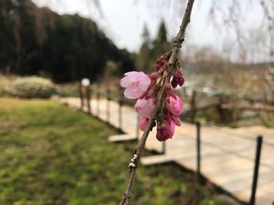 平成29年3月22日に撮影したしだれ桜の咲き始めの写真