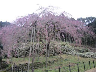平成29年3月23日に撮影したしだれ桜の写真