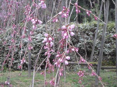 平成29年3月23日に撮影したしだれ桜の写真