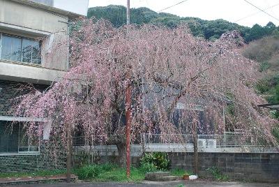 平成29年3月24日に撮影したしだれ桜の2分咲きの写真